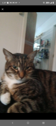 Reunited Male Cat last seen Juanipero way, Medford, OR 97504