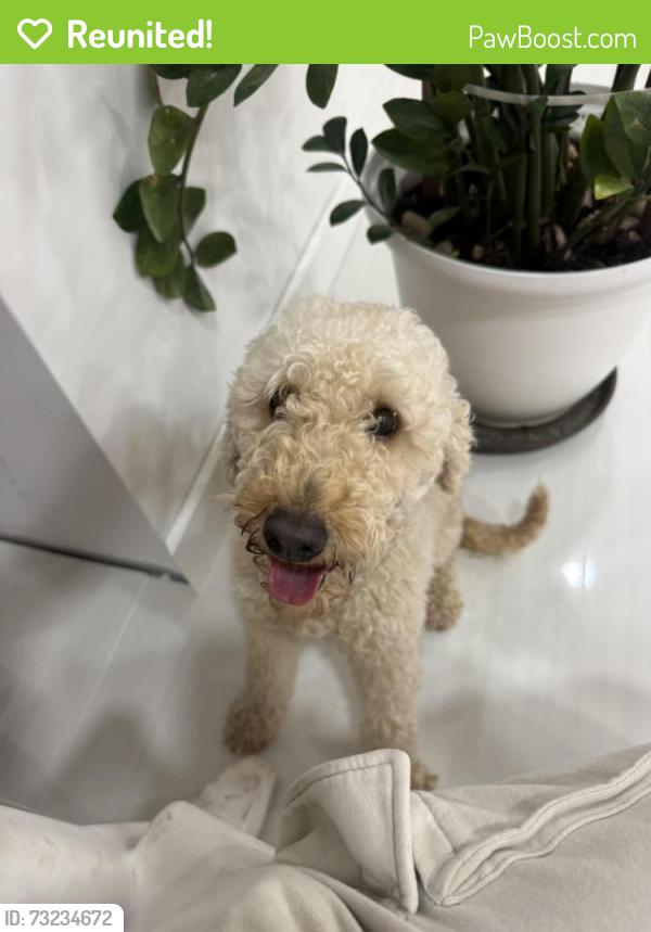 Reunited Female Dog last seen Neighborhood, Quail Heights, FL 33177