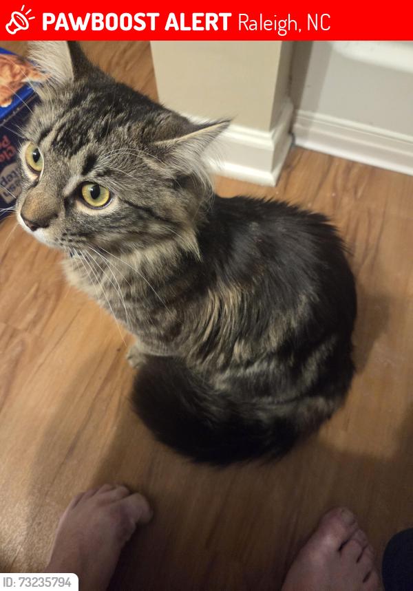 Lost Male Cat last seen Old wake town dr, Raleigh, NC 27616