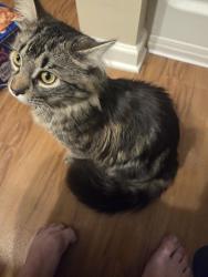 Lost Male Cat last seen Old wake town dr, Raleigh, NC 27616