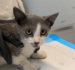 Shelter Stray Female Cat last seen Horace man middle school, San Diego, CA, 92105, 5500 Gaines St, San Diego, CA 92110, USA