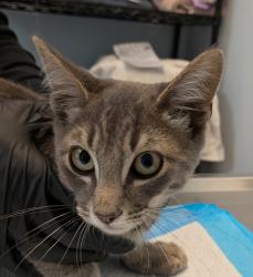 Shelter Stray Male Cat last seen Horace man middle school, San Diego, CA, 92105, 5500 Gaines St, San Diego, CA 92110, USA