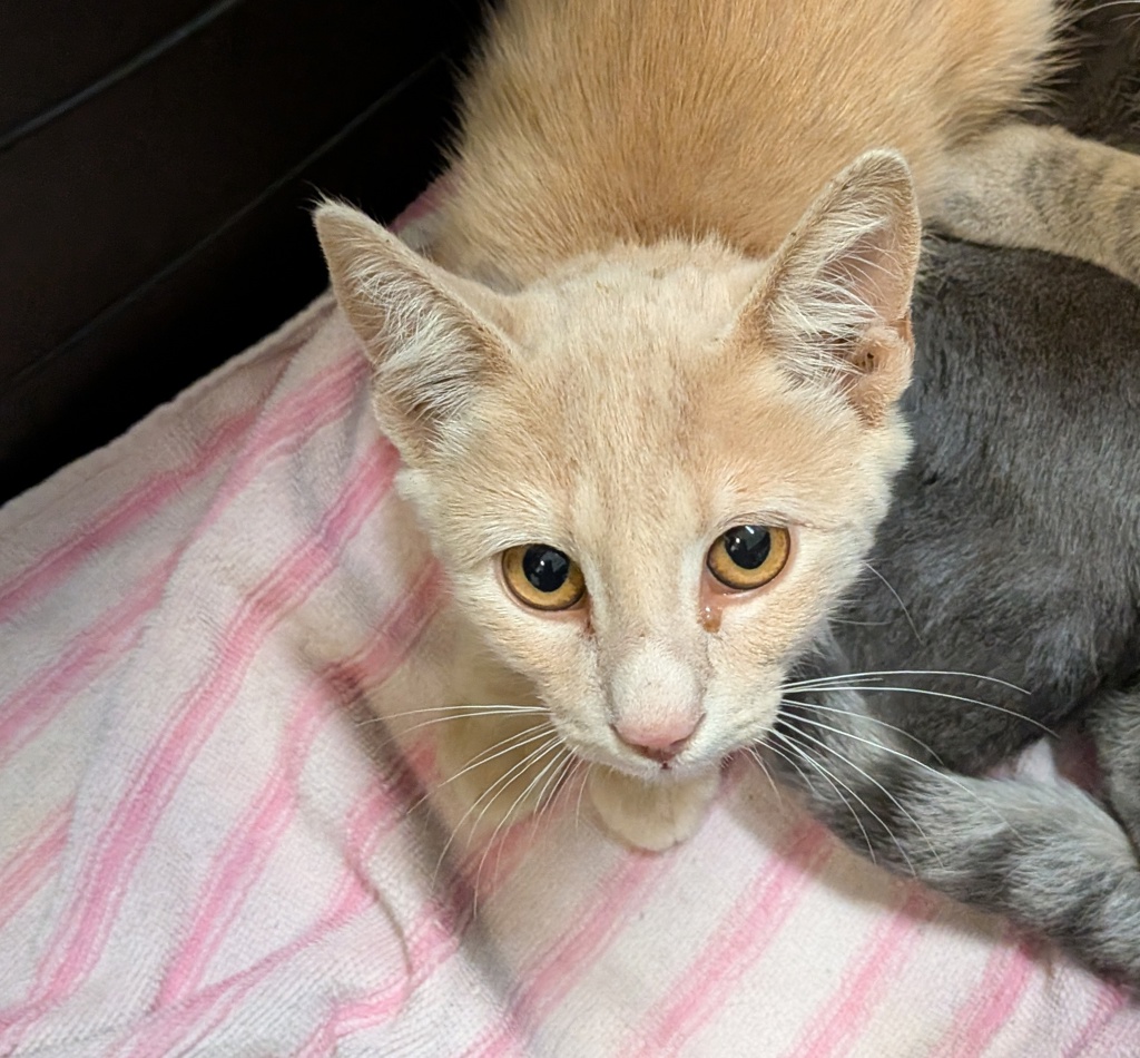 Shelter Stray Female Cat last seen Horace man middle school, San Diego, CA, 92105, 5500 Gaines St, San Diego, CA 92110, USA