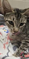 Shelter Stray Female Cat last seen Near Soma Place, El Cajon, CA, 92021, El Cajon, CA 92020, USA