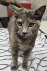 Shelter Stray Female Cat last seen Near Balsa Street, San Diego, CA, 92105, El Cajon, CA 92020, USA