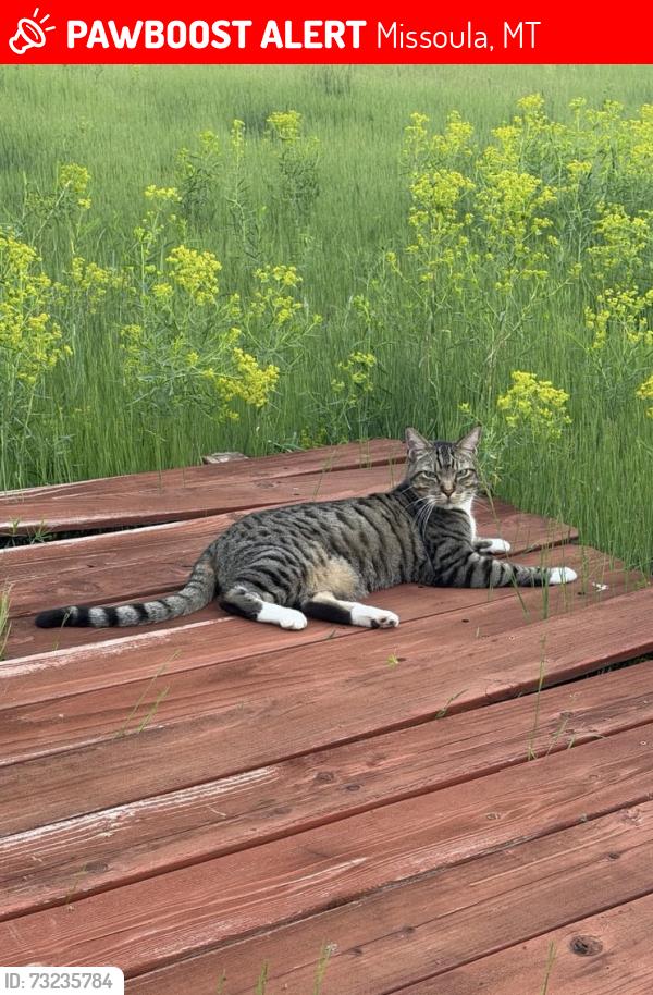 Lost Male Cat last seen Shadow Lane, South Hills, Missoula, MT 59803