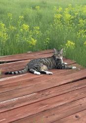Lost Male Cat last seen Shadow Lane, South Hills, Missoula, MT 59803