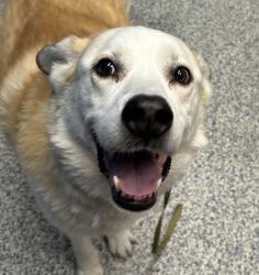 Shelter Stray Male Dog last seen W 92nd Ave / N Xavier St, Westminster, CO, 80031, 580 McIntyre St, Golden, CO 80401, USA
