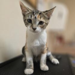 Shelter Stray Female Cat last seen Brisa Street, LIVERMORE, CA, 94550, 8323 Baldwin St, Oakland, CA 94621, USA
