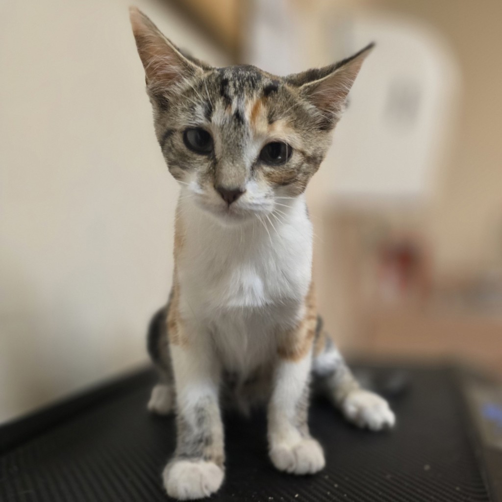 Shelter Stray Female Cat last seen Brisa Street, LIVERMORE, CA, 94550, 8323 Baldwin St, Oakland, CA 94621, USA