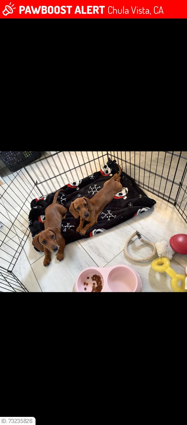 Lost Female Dog last seen Del mar ave, Chula Vista, CA 91911