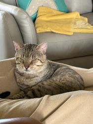 Lost Male Cat last seen Westside country club, El Paso, TX 79932