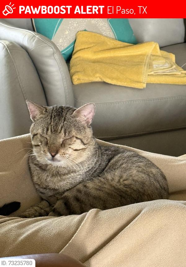 Lost Male Cat last seen Westside country club, El Paso, TX 79932