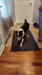 Found/Stray Male Dog last seen Near Loft Town apmts, Kingsport, TN 37660