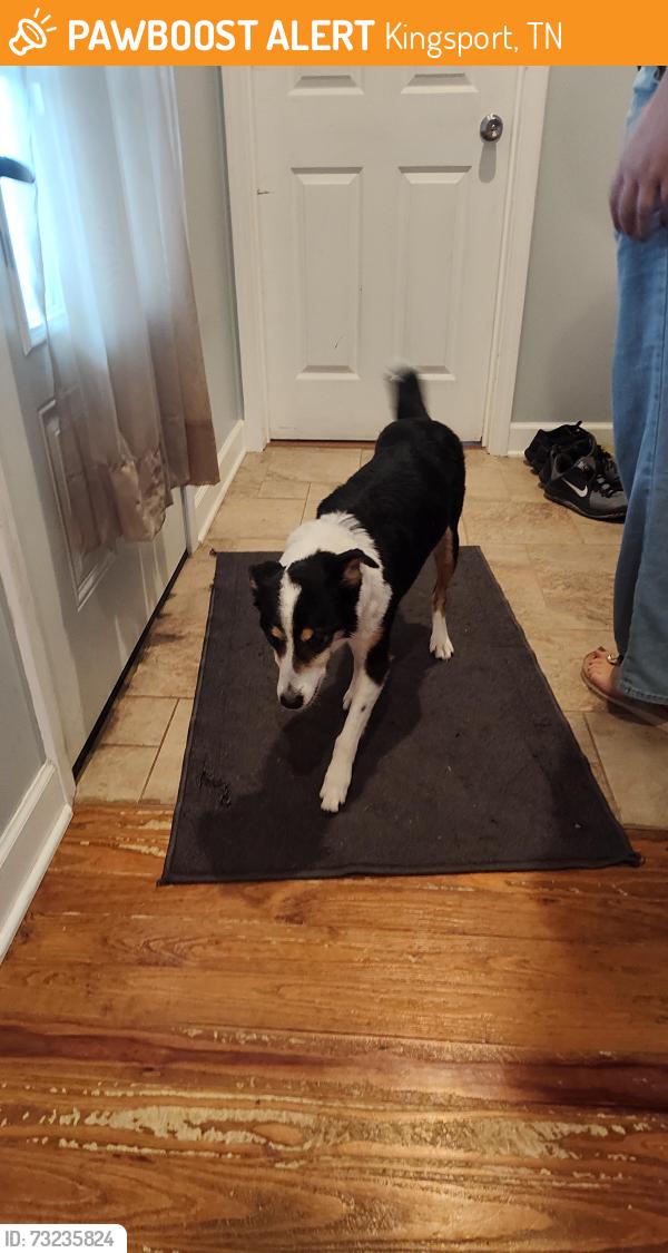 Found/Stray Male Dog last seen Near Loft Town apmts, Kingsport, TN 37660