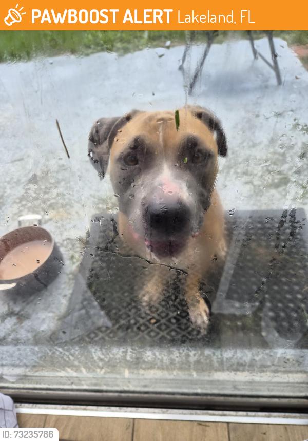 Found/Stray Male Dog last seen Near clouser CT Lakeland, Lakeland, FL 33810