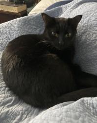 Lost Female Cat last seen Geneva Dr Austin Texas, Austin, TX 78723