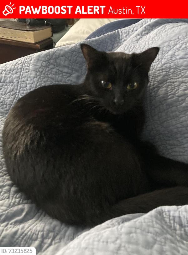 Lost Female Cat last seen Geneva Dr Austin Texas, Austin, TX 78723