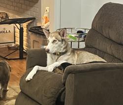Reunited Female Dog last seen Heirloom Dr, Pensacola, FL 32514, Pensacola, FL 32514