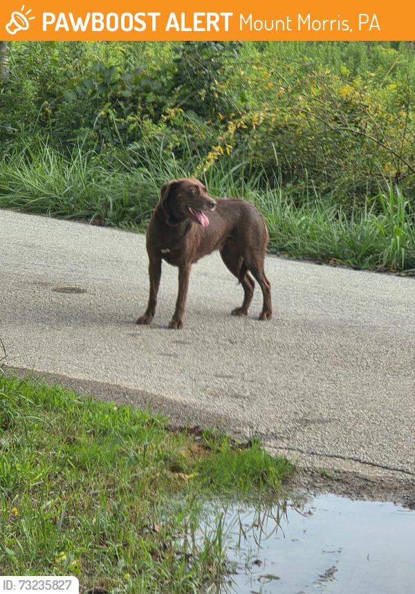 Found/Stray Female Dog last seen Tailortown rd, Mount Morris, PA 15349