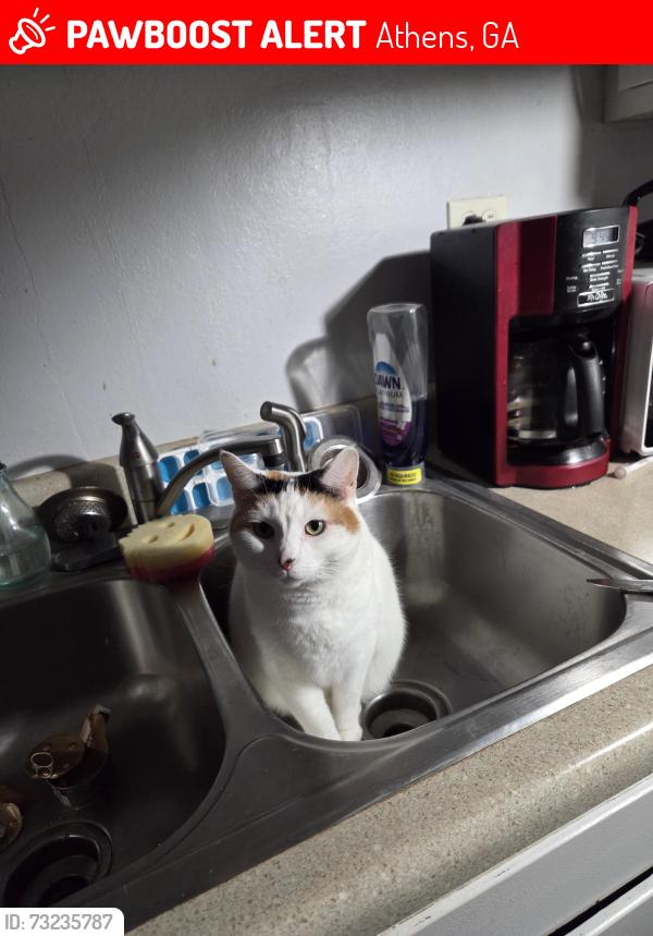 Lost Female Cat last seen Uga softball stadium on Milledge, Athens, GA 30606