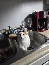 Lost Female Cat last seen Uga softball stadium on Milledge, Athens, GA 30606