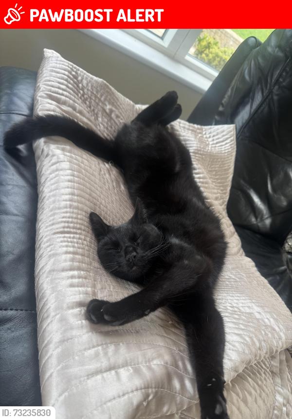Lost Male Cat last seen Flagstaff, Newry, Mourne and Down, Northern Ireland 