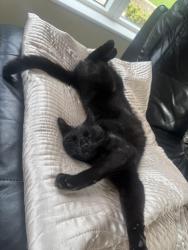 Lost Male Cat last seen Flagstaff, Newry, Mourne and Down, Northern Ireland 