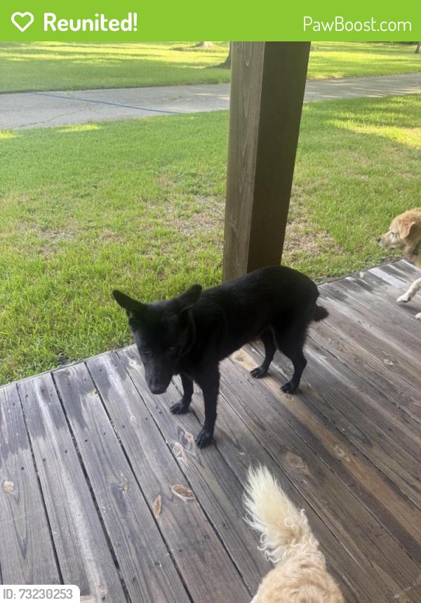 Reunited Unknown Dog last seen Long point and wittie, Houston, TX 77080