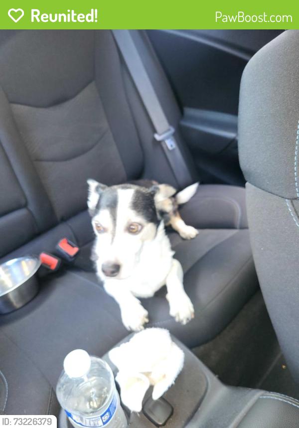 Reunited Male Dog last seen Corona & E flora street, Ontario, CA 91764
