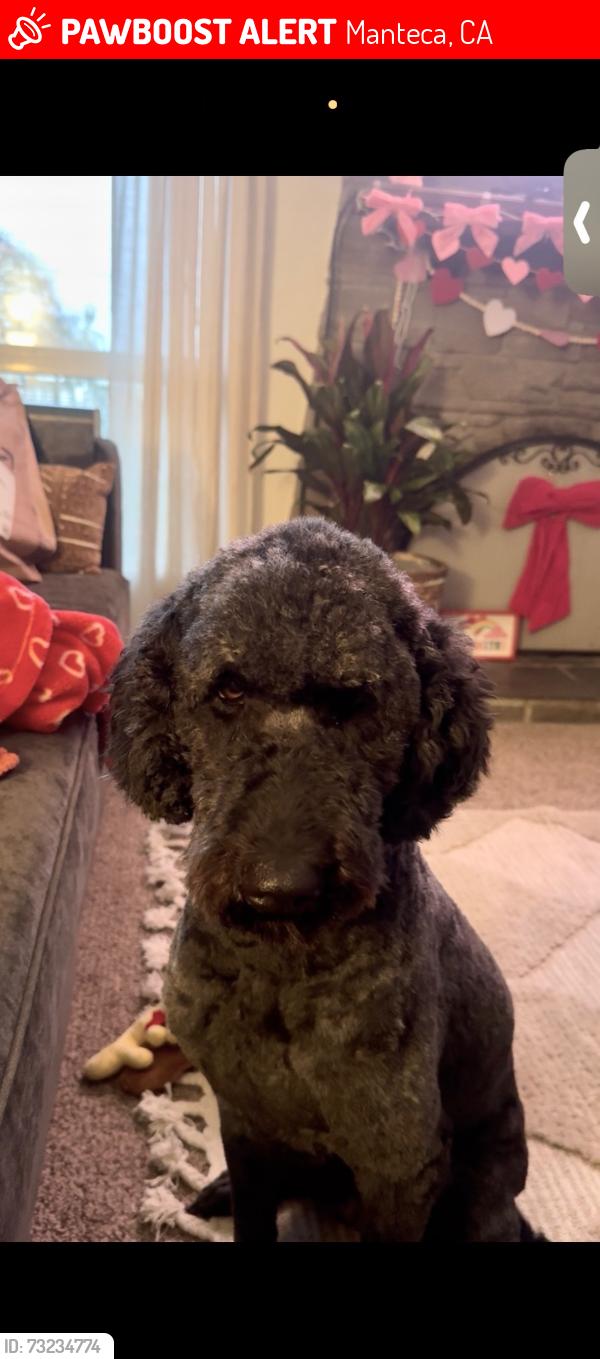 Lost Female Dog last seen Austin rd Near Inshape, Manteca, CA 95336