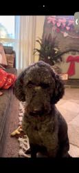 Lost Female Dog last seen Austin rd Near Inshape, Manteca, CA 95336