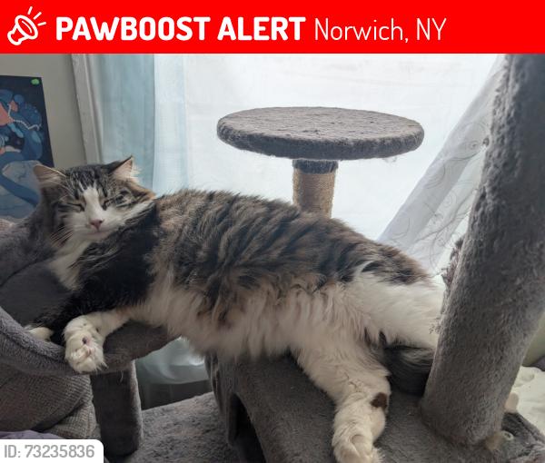 Lost Male Cat last seen Hale Street & South Broad St, Norwich, NY 13815