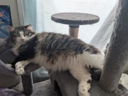 Lost Male Cat last seen Hale Street & South Broad St, Norwich, NY 13815