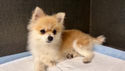 Reunited Female Dog last seen Near Pines Blvd, Pembroke Pines, FL 33029, USA, Pembroke Pines, FL 33029