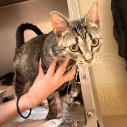 Shelter Stray Female Cat last seen , 54687 Co Rd 19, Bristol, IN 46507, USA