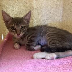Shelter Stray Female Cat last seen , 361 S Raymond Ave, Pasadena, CA 91105, USA