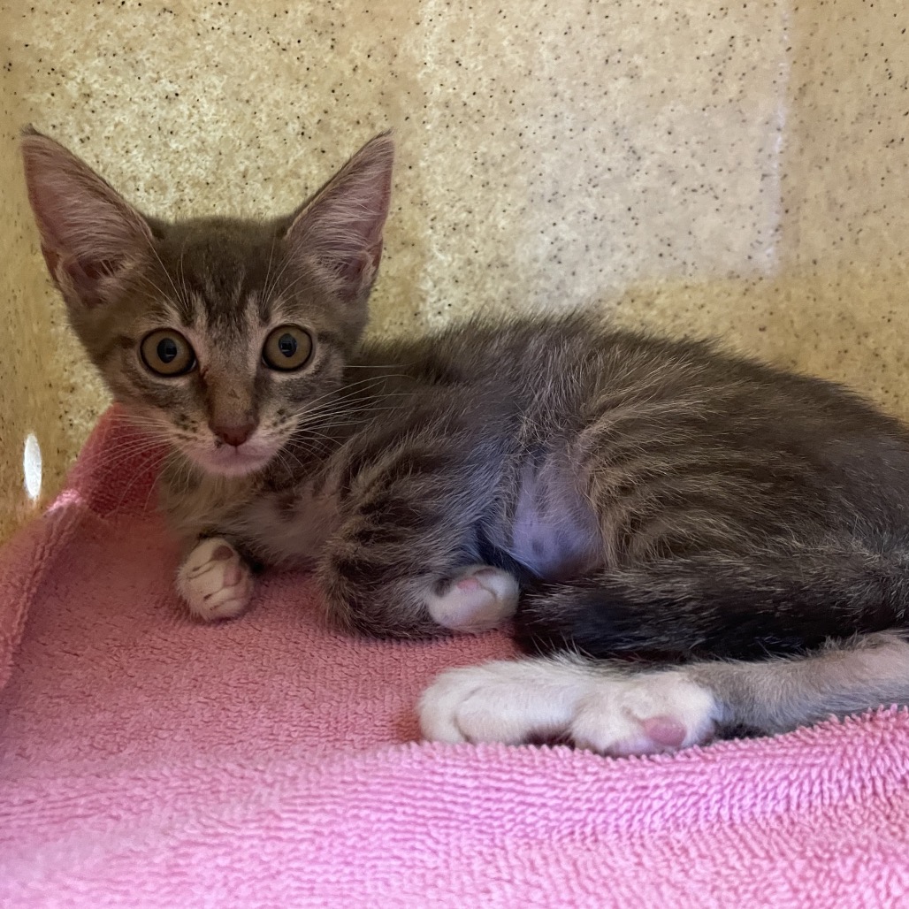 Shelter Stray Female Cat last seen , 361 S Raymond Ave, Pasadena, CA 91105, USA