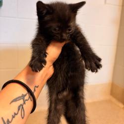 Shelter Stray Female Cat last seen , 54687 Co Rd 19, Bristol, IN 46507, USA