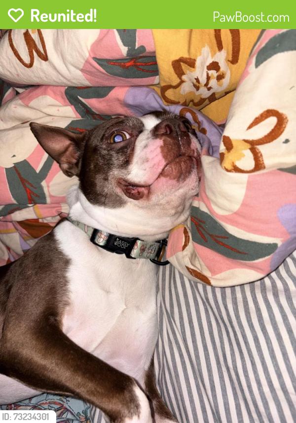 Reunited Male Dog last seen Near the Hindu temple, Casselberry, FL 32707