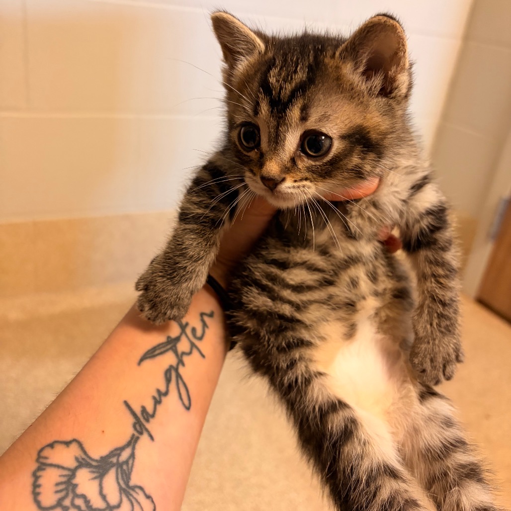 Shelter Stray Male Cat last seen , 54687 Co Rd 19, Bristol, IN 46507, USA
