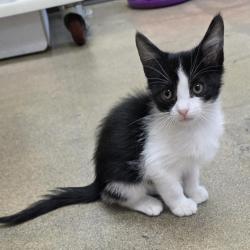Shelter Stray Male Cat last seen , 361 S Raymond Ave, Pasadena, CA 91105, USA