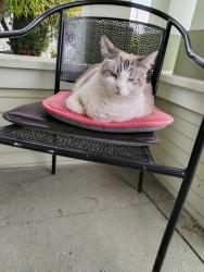 Lost Female Cat last seen Pch and Technology long beach ca, Carson, CA 90810