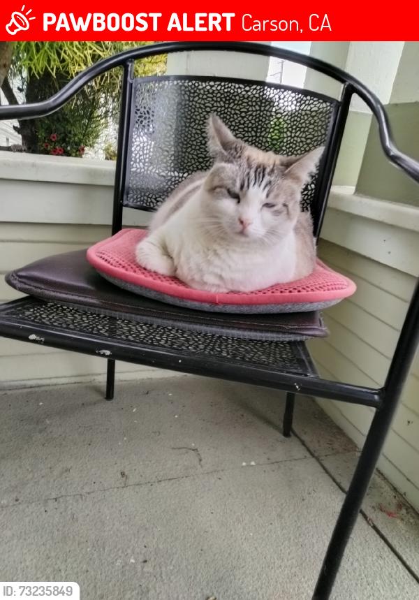 Lost Female Cat last seen Pch and Technology long beach ca, Carson, CA 90810
