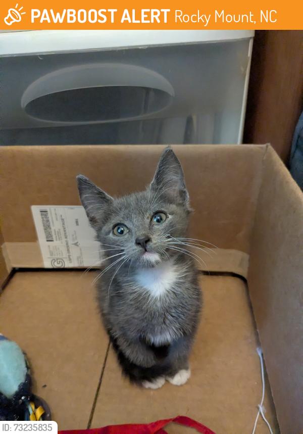 Rehomed Male Cat last seen Sandy Knob Ln, Sharbsburg, Rocky Mount, NC 27803