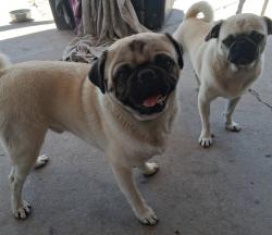 Lost Male Dog last seen delta and de Vargas st, El Paso, TX 79905
