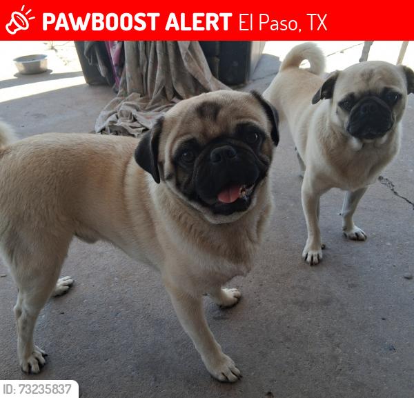 Lost Male Dog last seen delta and de Vargas st, El Paso, TX 79905