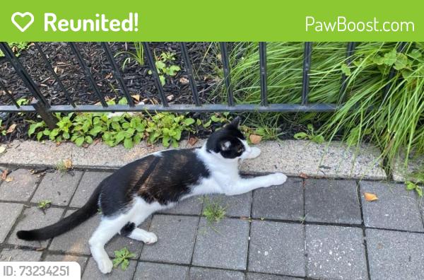 Reunited Unknown Cat last seen New York Avenue, Union City, NJ 07087