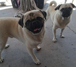 Lost Male Dog last seen delta and de Vargas st, El Paso, TX 79905