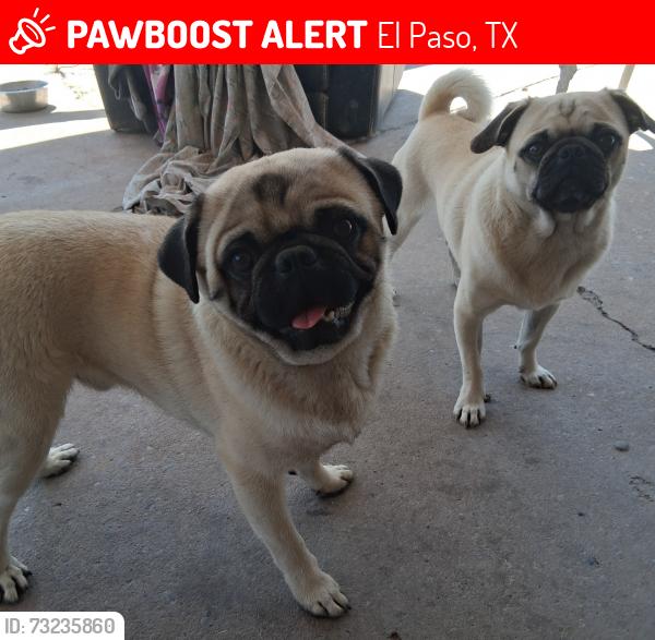 Lost Male Dog last seen delta and de Vargas st, El Paso, TX 79905